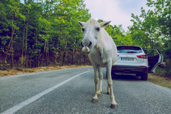 ギリシャ共和国のメテオラ市丘の途中で白馬と — ストック写真