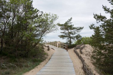 Letonya, Carnikava Şehri. Baltık Denizi kıyısında kum ve ağaçlarla yürüme yeri. 03.06.2020