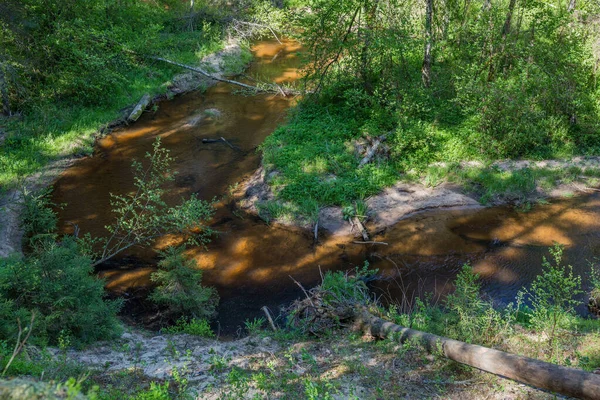 拉脱维亚塞西斯市 森林中央有一条河 上面有云杉和苔藓 2020 — 图库照片