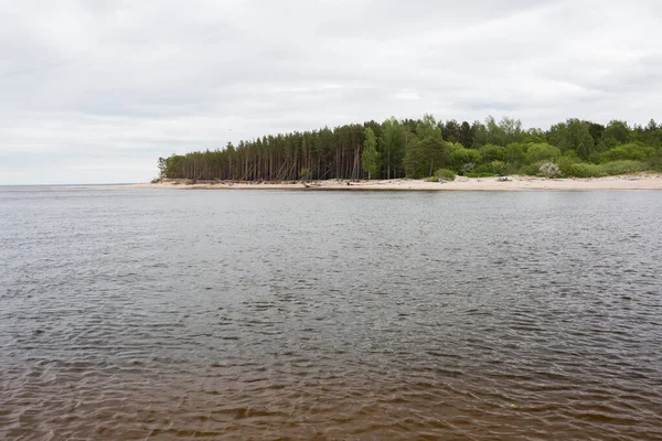 City Carnikava Letónia Caminhada Junto Mar Báltico Com Areia Árvores — Fotografia de Stock