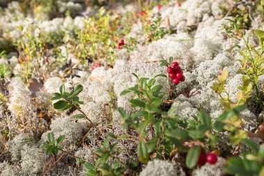 Smiltene Şehri, Letonya. Ormanda beyaz yosun. 13.09.2020