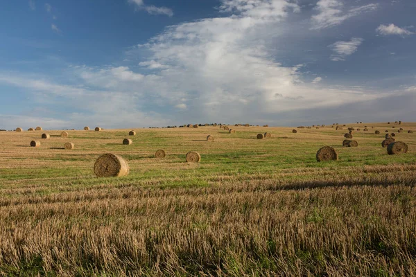 City Smiltene Latvia Hay Rollers Meadow Travel Photo 2020 — Stock Photo, Image