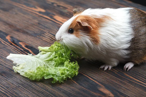 A small guinea pig eating a lettuce leaf on a wooden table. Close-up