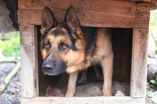 Alman çoban köpek köpek kulübesi dışında göz atar.