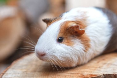 Güzel, küçük bir beyaz-kırmızı eskiden şiling şimdi domuz bir güdük güneşli bir günde oturur. Gün ışığı. Yakın çekim