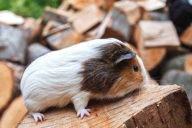 A beautiful, small white-red guinea pig sits on a sunny day on a stump. Daylight. Close-up clipart