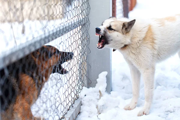 Schäferhund und sibirischer Husky bellen einander an einem Wintertag an — Stockfoto
