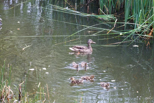 Eine Ente Und Kleine Entchen Schwimmen Auf Dem See Entenfamilie — Stockfoto