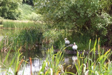 İki büyük beyaz kuğu ve dört küçük kuğu bir göl kıyısında bir ağacın altında oturup sessiz yaz gününde