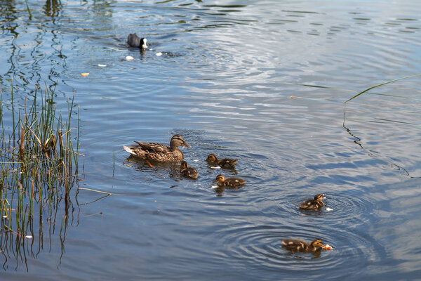 A duck and little ducklings are swimming on the lake. Family of ducks feeding on water