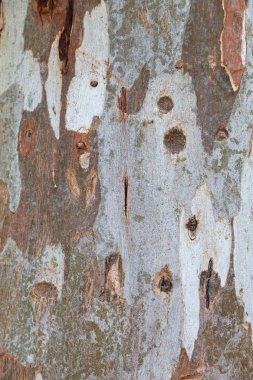 Uçak kabuğu farklı tonları ile. Arka plan doku.