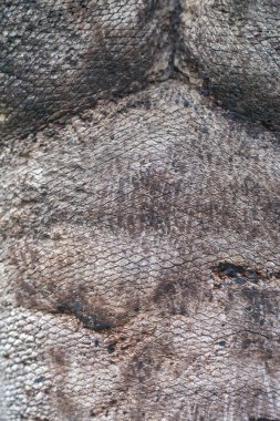 Palmiye ağaç kabuğu dokusu. Güzel kabuk deseni. Yakın çekim.