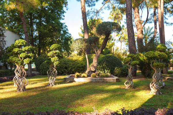 Ficus microcarpa, cactus, pinos, palmeras, arbustos en un césped verde en el parque . — Foto de Stock