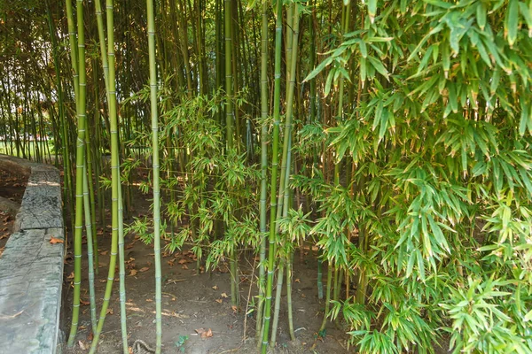 Tjocka snår av unga bambu. Landskap. Bambusa nigra — Stockfoto