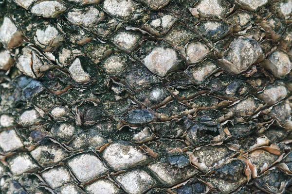 Textura de casca de palmeira. Belo padrão de casca. Close-up . — Fotografia de Stock