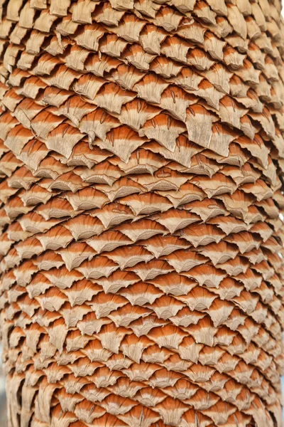Textura de casca de palmeira. Belo padrão de casca. Close-up . — Fotografia de Stock