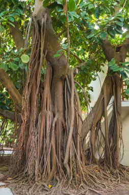 Bir büyük ficus ağaç, bir kentsel ortamda bir tropikal orman hissi yeniden oluşturmak için geniş bir kök sistemi ile kentsel bir park merkezinde Ficus macrophylla.