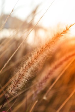 Spikelets gün batımında sahada olacak. Gün batımında çimen dokusu. Spikeletler günbatımında güneşe karşı rüzgarda uçuyor..