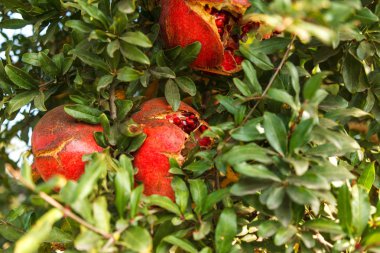 Olgun nar meyve bir bahçede bir ağaç dalına asılı. Gün ışığı