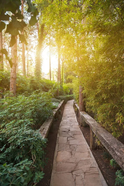 Foglie Verdi Rosse Uva Selvatica Sul Muro Primo Piano Luce — Foto Stock