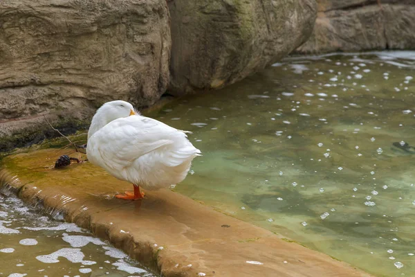 Canard Moelleux Avec Bec Orange Vif Les Jambes Tient Sur — Photo