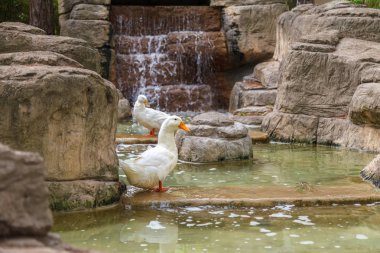 Kabarık ördekler parlak turuncu gaga ve bacaklar ile dekoratif bir havuzda bir taş levha üzerinde durmak