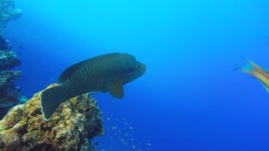 Mercan, Red sea sualtı video Napoleon balık