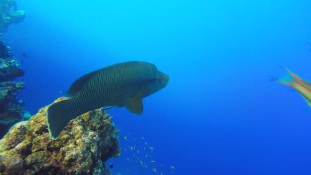 Napoleón peces en el arrecife de coral, vídeo submarino en el Mar Rojo — Vídeos de Stock