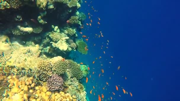 Una bandada de coloridos peces nadan junto al arrecife de coral — Vídeos de Stock