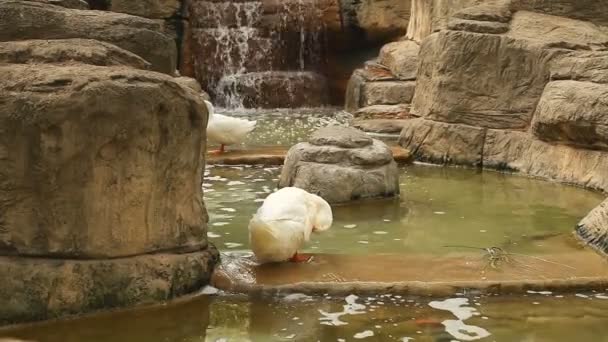 Pato blanco limpia sus plumas mientras está parado en el agua — Vídeo de stock