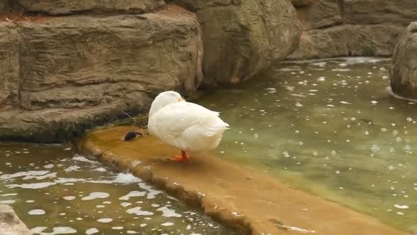 Pato doméstico branco de pé na lagoa — Vídeo de Stock