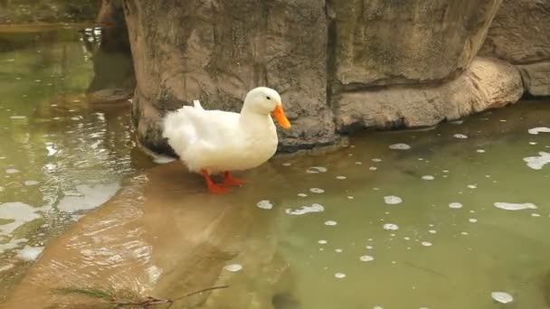 Le canard blanc nettoie ses plumes tout en restant debout dans l'eau — Video