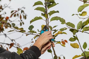 Meyve ağacı buduyor. Bahçe makası. Bir bahçıvan ağaç dallarını kesmek için bahçe makası kullanır.