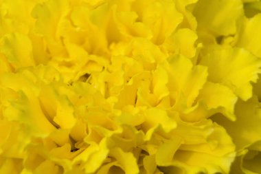 Kadife çiçeğinin makro fotoğrafı