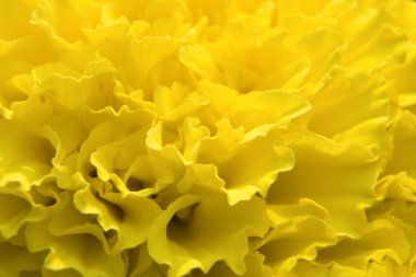 Kadife çiçeğinin makro fotoğrafı