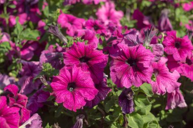 Parkta renkli petunya, yumuşak odaklanma