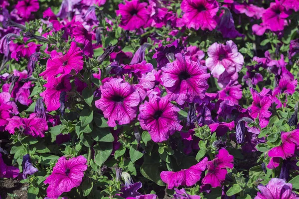 Petunia Colorida Parque Foco Suave — Foto de Stock