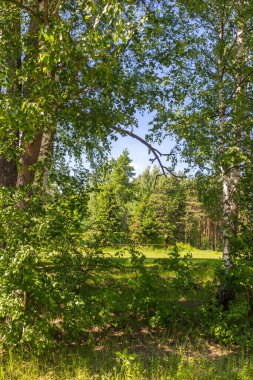 Güneşli bir yaz gününde ormandaki ağaçlar.