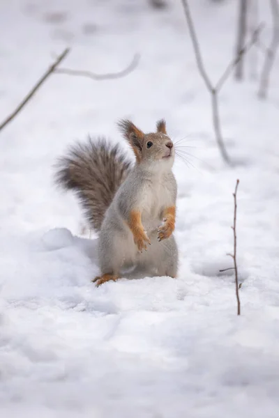 Una Ardilla Sienta Nieve Parque —  Fotos de Stock