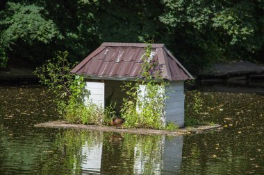 Sudaki ördekler için ev