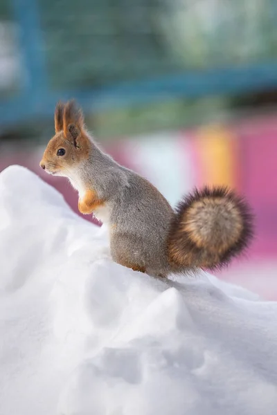 Ein Eichhörnchen Sitzt Schnee Einem Park — Stockfoto