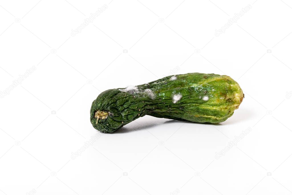 Spoiled cucumber covered with mold isolated on white background.