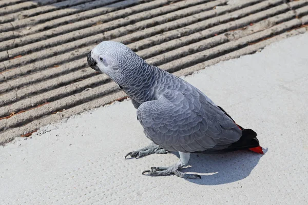 It is a gray parrot (Jaco) on a walk down the street.