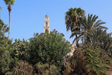 Tel Aviv, İsrail - 17 Eylül 2017: Bu Jaffa çan kulesi Aziz Peter Kilisesi üst Abrash parkın yemyeşil tropik bitki örtüsü ile olduğunu.