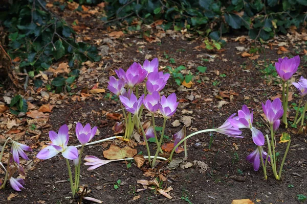 Sont Délicates Fleurs Violettes Crocus Safran Printemps — Photo