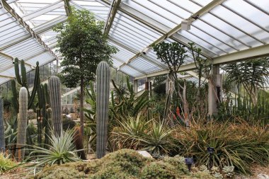 London, Büyük Britanya - 17 Eylül 2014: Prenses Galler sera Kew Gardens Bahçe kaktüsler bu.