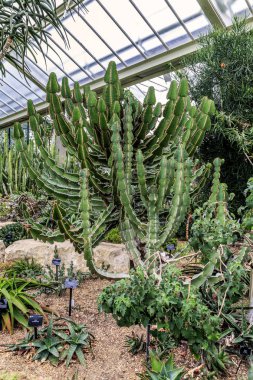 London, Büyük Britanya - 17 Eylül 2014: Prenses Galler sera Kew Gardens Bahçe kaktüsler bu.