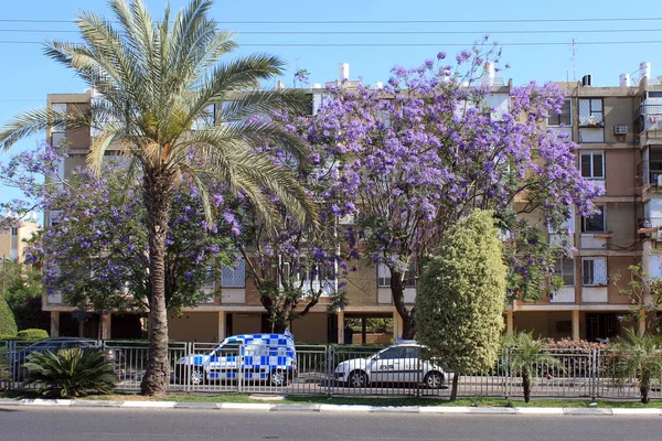 Bat Yam, İsrail - 11 Mayıs 2011: Bu palmiye ağaçları ve çiçek açan Jakaranda dekore edilmiş küçük bir kasaba her zamanki caddelerinden biri olan.