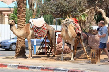 Eilat, İsrail - 14 Mayıs 2011: Bunlar için egzotik bir deveye binmek isteyenler için bekleyen deve..