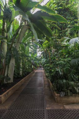 London, Büyük Britanya - Seprember 17, 2014: Bu salon palmiye evde Botanik Bahçeleri, Kew Gardens adlı bir tropikal sera olduğunu..